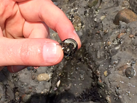 Hermit Crab